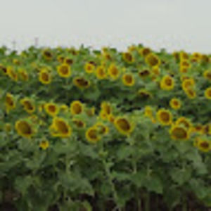 Meet your Posher, Carla